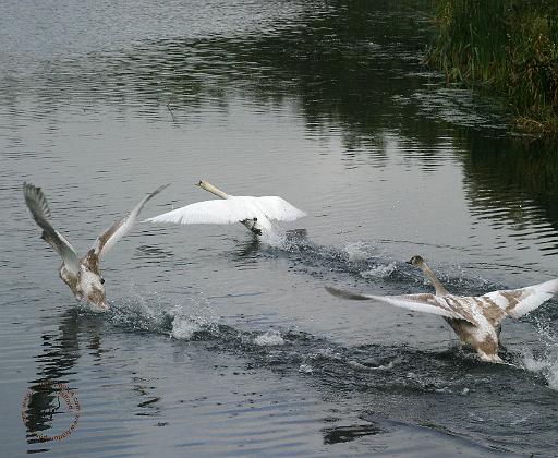 Swans 9Y076D-0004.JPG